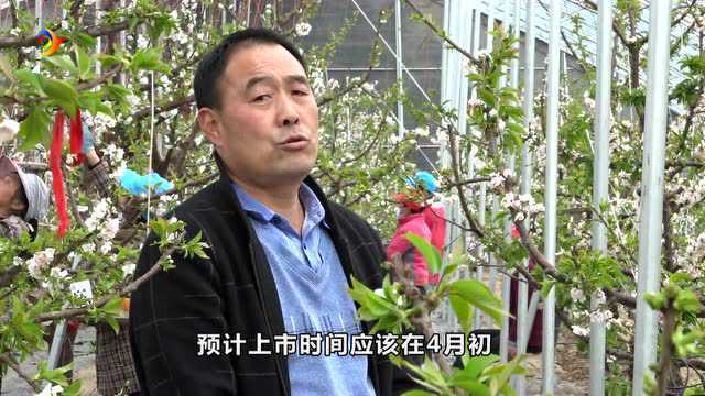 直通政务 | 蒲掌乡:人勤春早 樱桃花开授粉忙