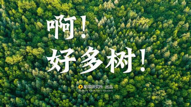 植树造林40年,我们做了什么?