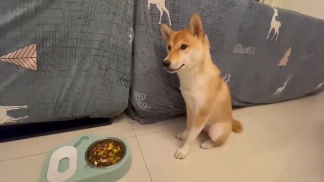 怎么训练狗狗听指令进食柴犬训狗视频教程