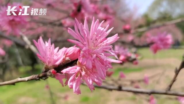 明明是桃花,却有菊花貌!春光明媚,菊花桃闪亮登场