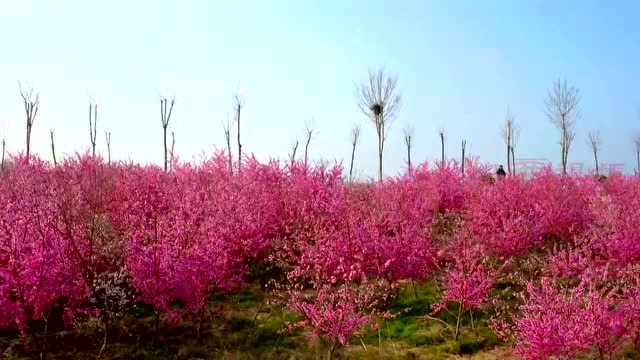 桃花谷、空中草莓、十里花海,这是夏邑一个令人心动的地方!