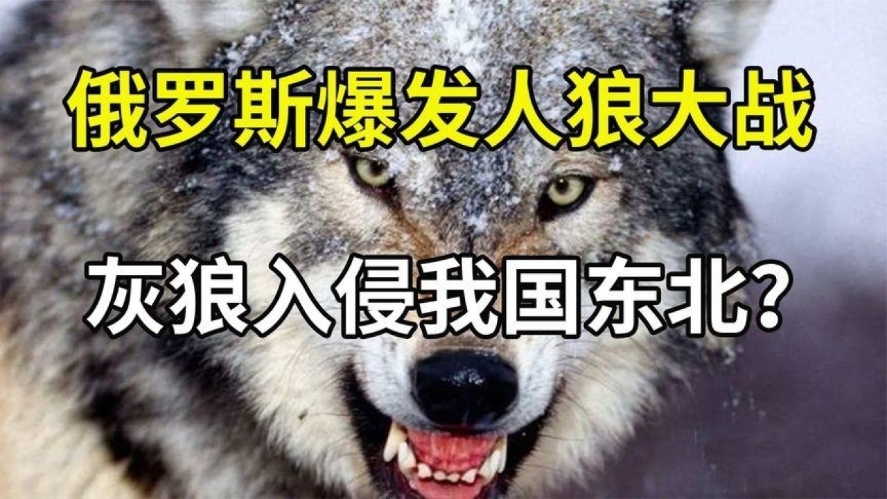 俄罗斯灰狼泛滥成灾,人和狼矛盾日益加剧,狼群将入侵我国东北?