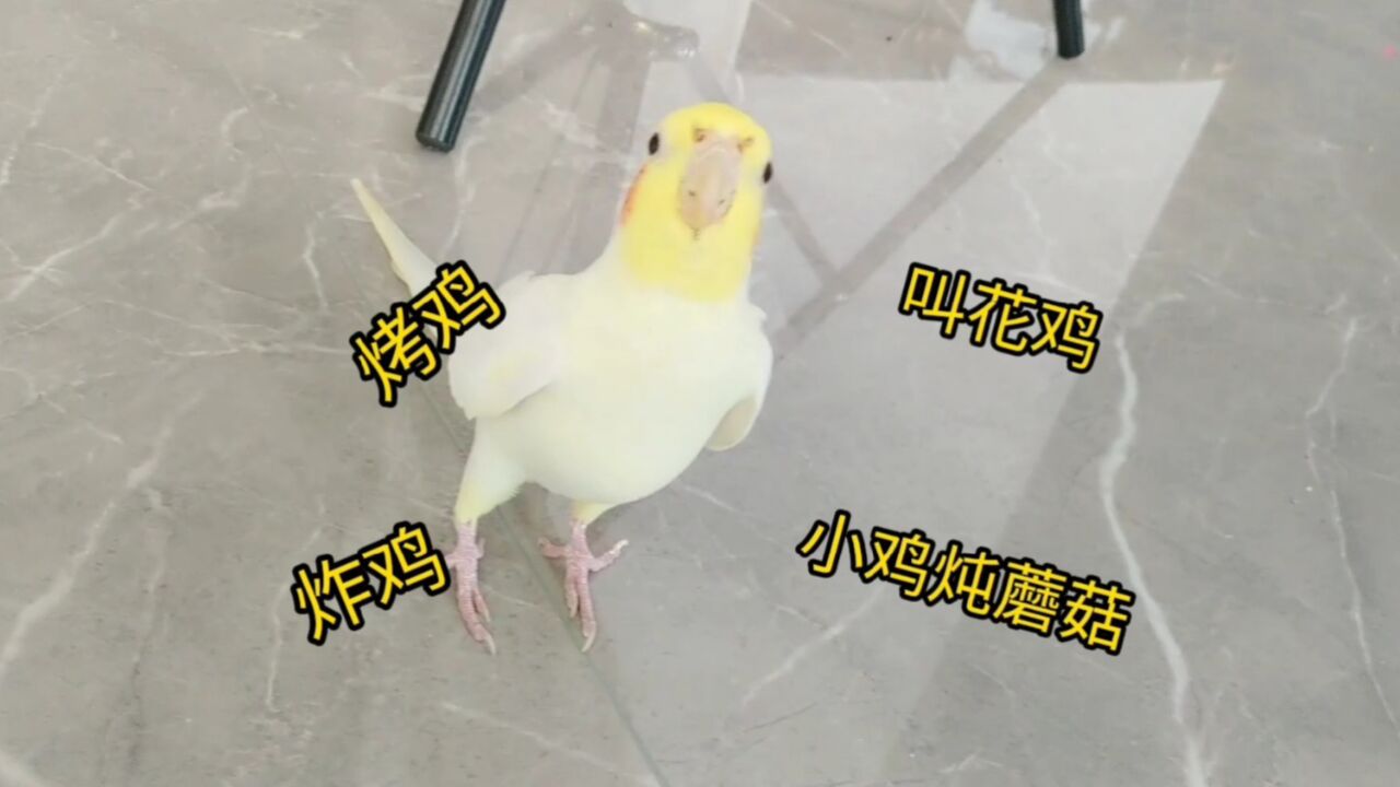 鹦鹉=走地鸡 跟屁虫