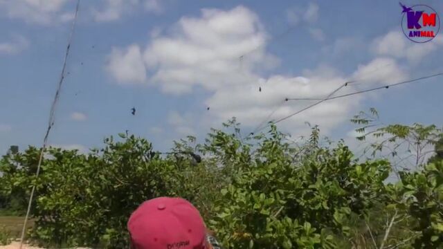 小鸟困在网线上奄奄一息,暖心男子全力营救,最后鸟都舍不得走了