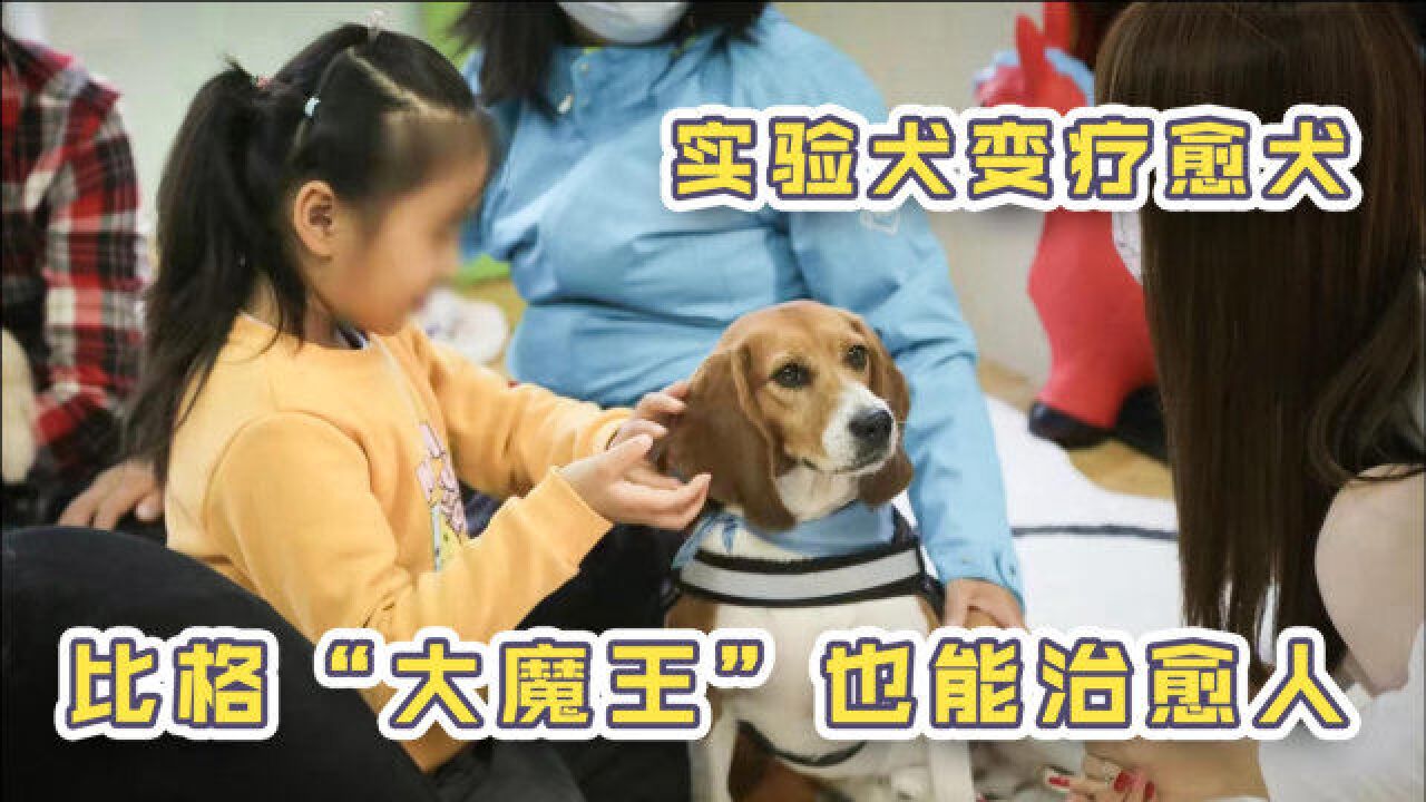 拆家不输二哈的“大魔王”比格,从实验犬到疗愈犬,经历了什么?