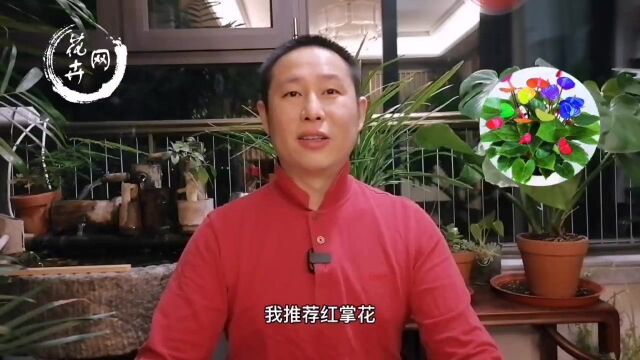 红掌的3大优点,养护简单,还能“催桃花”