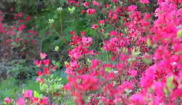 杜鹃花开,满山灿漫