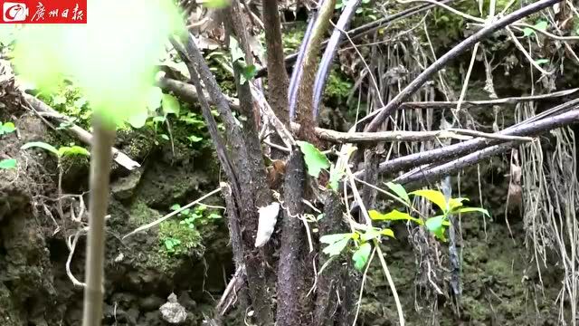 韶关这个地方,首次发现桫椤群,是恐龙爱吃的食物!