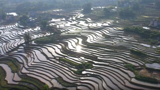 航拍四川泸州泸县太伏镇梯田插秧季 绝美风景宛如画卷