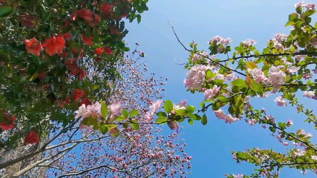 海棠山茶与辛夷.