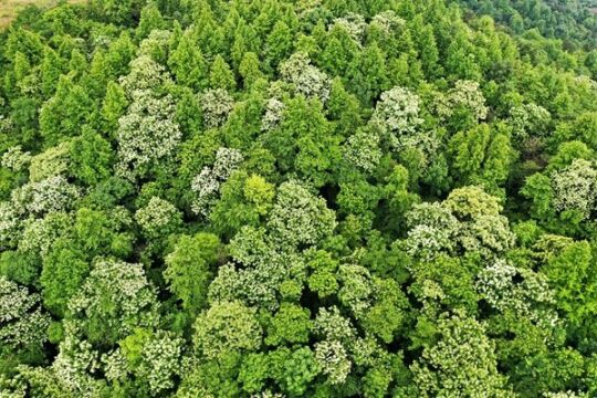 视频丨新田:野生桐树花“点亮”绿野