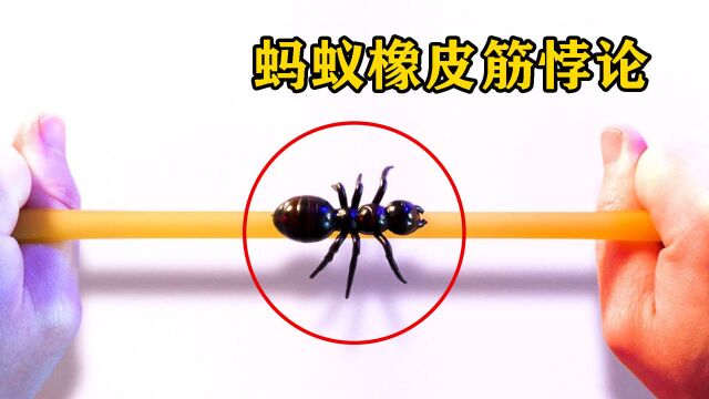 蚂蚁能爬完无限延展的橡皮筋?有趣的蚂蚁与橡皮筋悖论