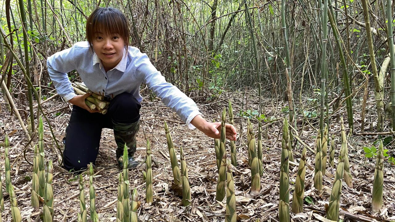 竹林里的野笋疯长,外地老板来收笋,70大娘靠拔笋卖一天赚800元