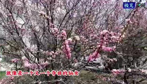 花香满龙江丨富锦市 榆叶梅 杏花 争相开放