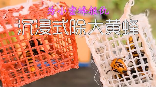 沉浸式除大黄蜂 为小蜜蜂报仇 两种陷阱三种酷刑除掉300只大黄蜂