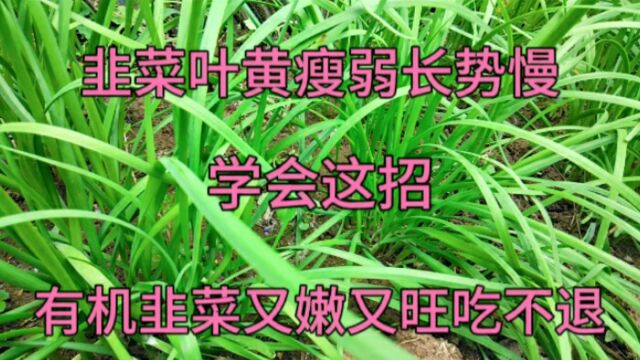 韭菜叶黄瘦弱长势慢不用愁,学会这招,韭菜长势快没病虫口感好