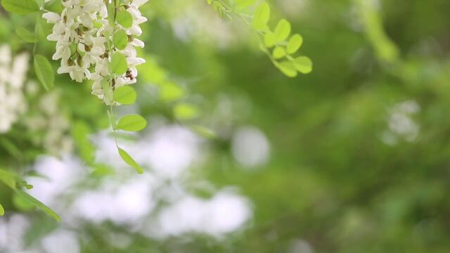 夏天夏季夏日唯美逆光小清新树影树叶绿叶实拍空镜头素材