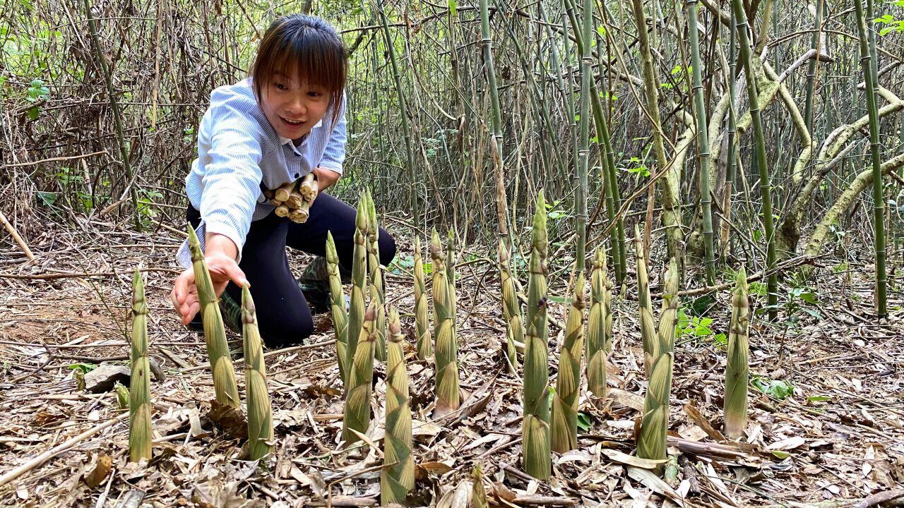 野笋疯长的季节,满山的竹笋多到没人要,一会儿拔了4大袋