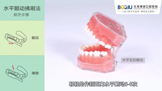 成人刷牙的正确方法水平颤动拂刷法