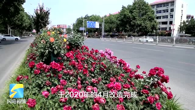 德州城区打造多条“月季特色景观路”,红黄粉色系搭配为城市增色添彩