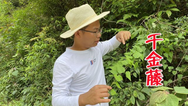 能抑制新冠的千金藤,价格上涨了8倍,种植它的农民这下要发财