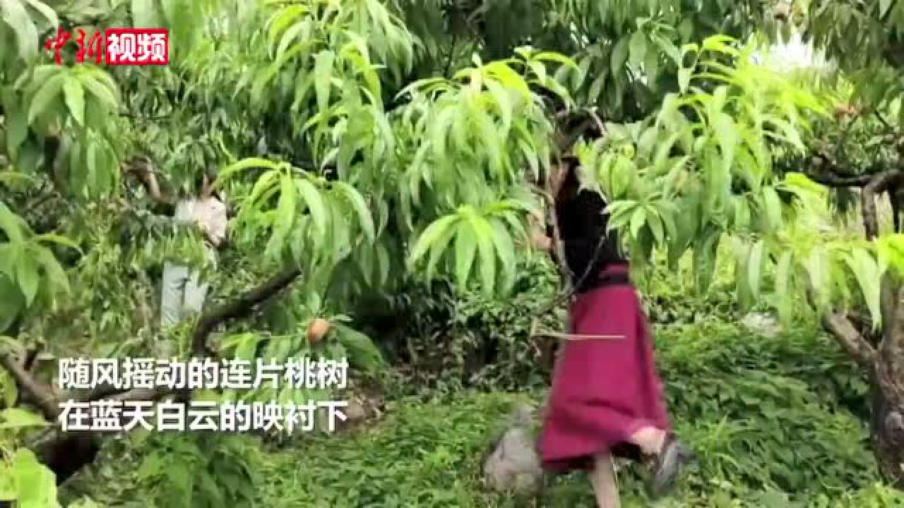 广西灌阳县“见缝插针”种桃树石漠荒山变成人间“蟠桃园”