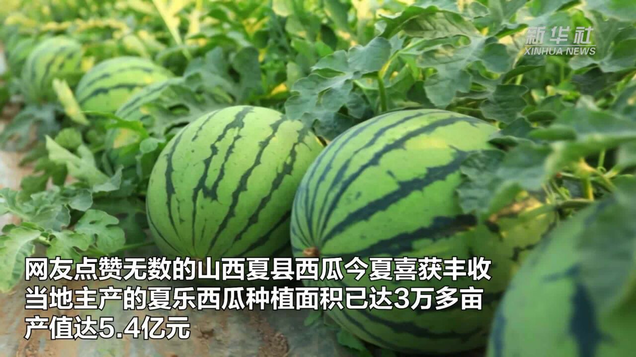 网友点赞无数的西瓜喜获丰收