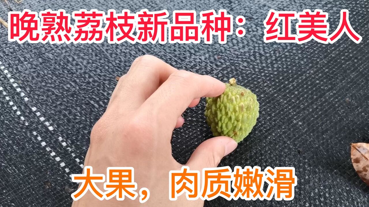 晚熟荔枝新品种:红美人荔枝果大,肉质嫩滑爽脆,6月下旬成熟