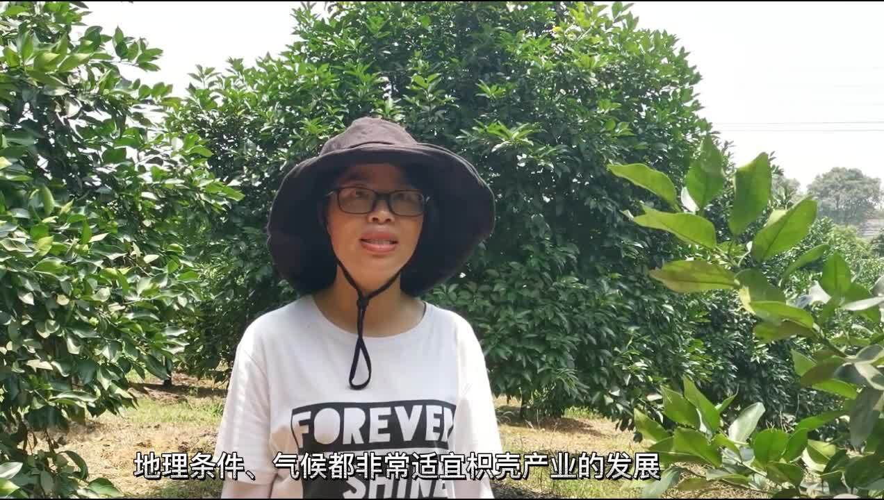 小乡镇大产业③丨汉寿县百禄桥镇:院士进村赋能!“药材树”变身“摇钱树”