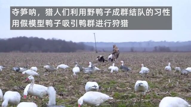 夺笋呐,猎人们利用野鸭子成群结队的习性,用假模型鸭子吸引鸭群进行狩猎 