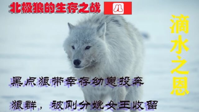 黑点狼带幸存幼崽投奔狼群,被刚分娩女王收留,为了报恩共同守家