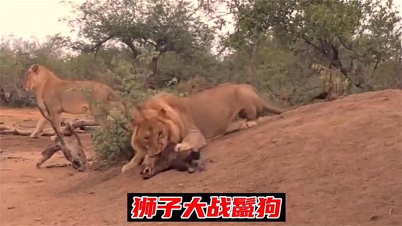 狮子大战鬣狗,鬣狗家族"丢盔弃甲",结果大快人心