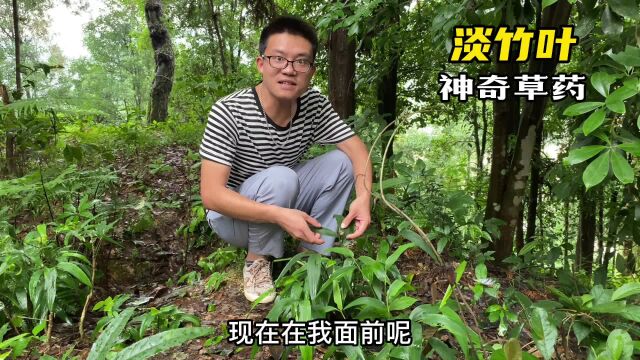 在深山里发现一片淡竹叶,正所谓“烦暑最宜淡竹叶”,收获满满