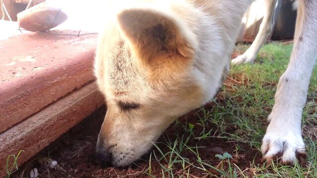 斗牛犬被狠心主人抛弃,骨瘦如柴以土为食,品种犬也会流浪?