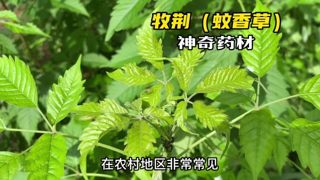 这种植物叫牡荆又称“蚊香草”,很多妙用,浑身是宝,一起认识