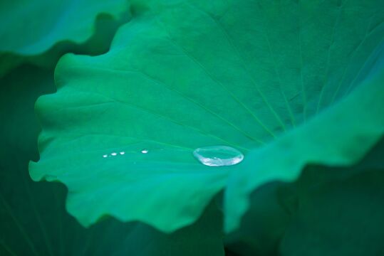 夏日雨后的荷花