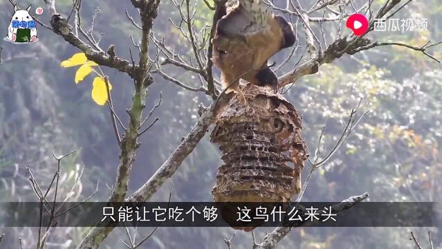 一窝马蜂都不敢招惹这只鸟,只能让它吃个够,马蜂的头号天敌!