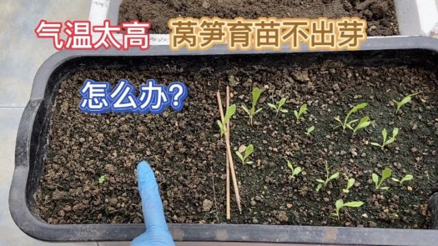 楼顶种菜气温太高 莴笋育苗不出芽怎么办 直播不行就低温催芽