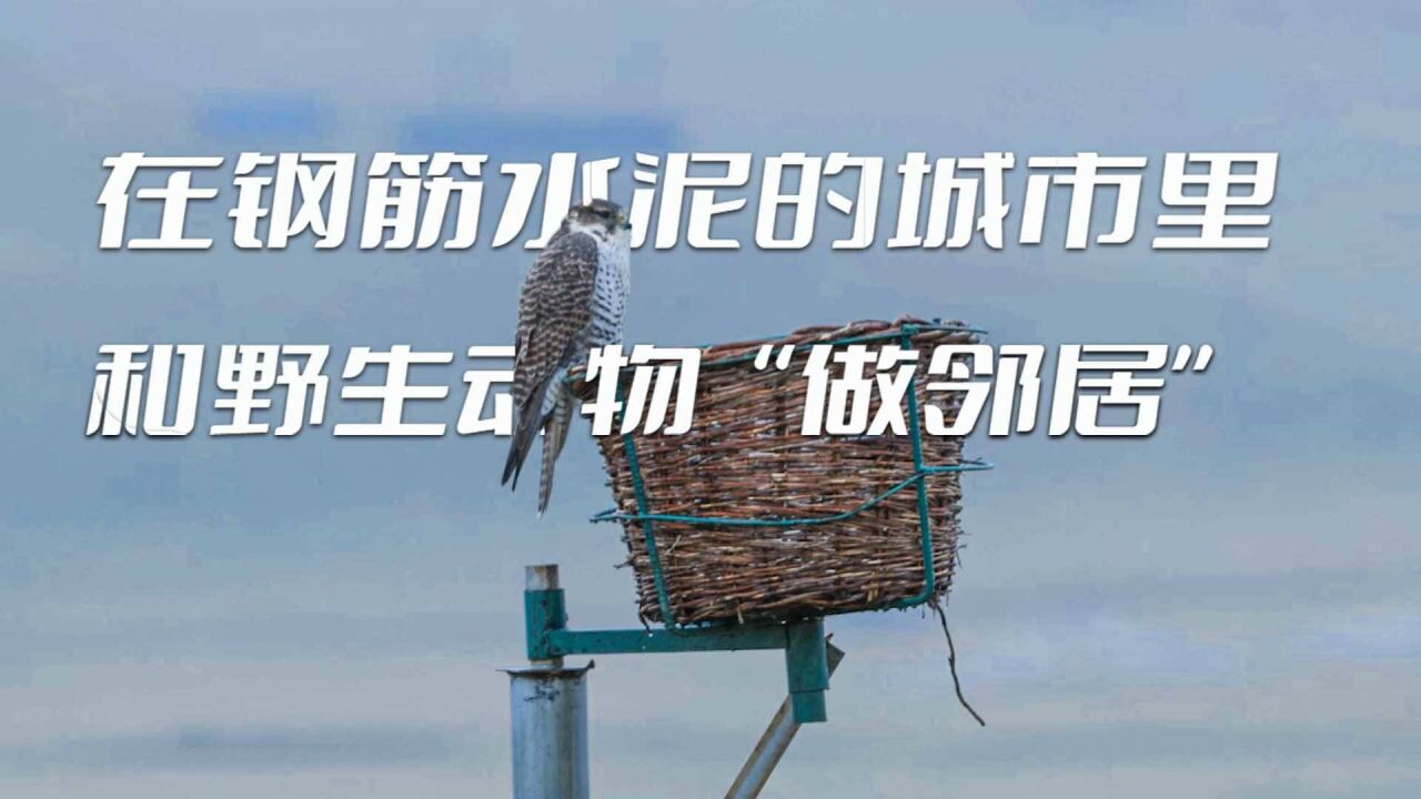 传说中永不落地的无脚鸟、自带太阳能的走鹃,神奇动物竟都在城市里