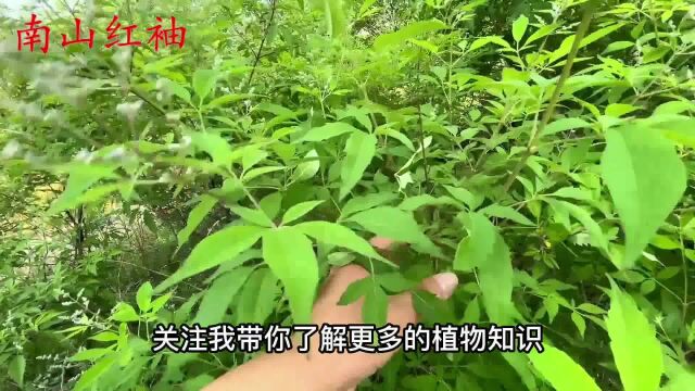 黄荆叶的作用厉害了,分享3个妙用,解决生活中的很多烦恼