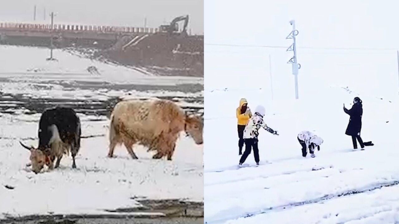 青海祁连7月飞雪:小暑节气现冬景 游客雪地里嬉戏兴奋打雪仗