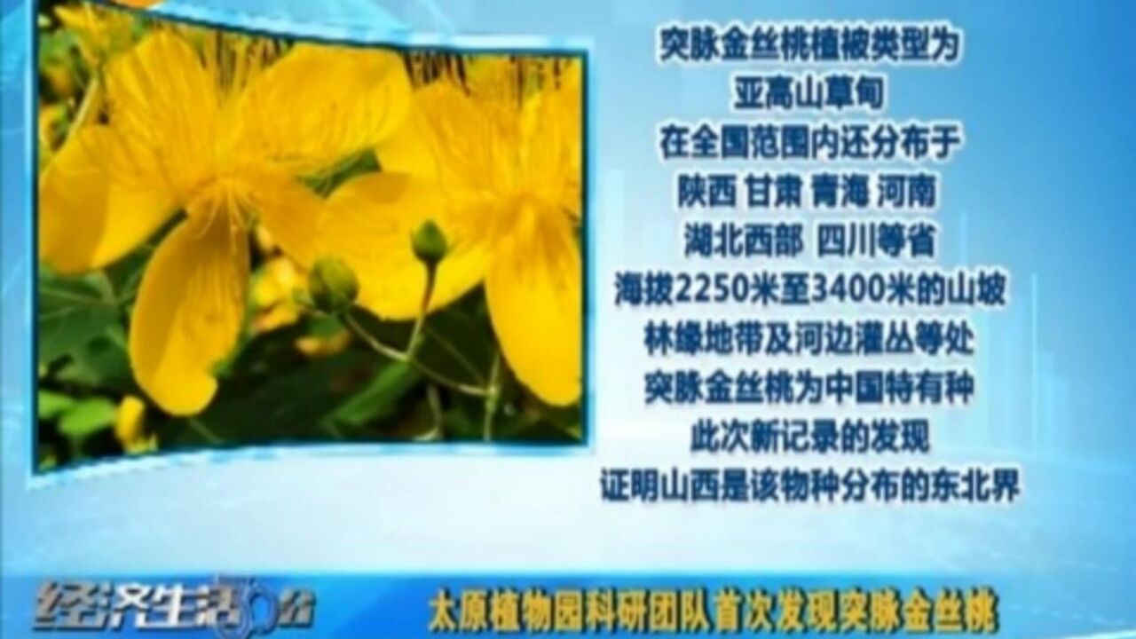 太原:植物园科研团队首次发现突脉金丝桃