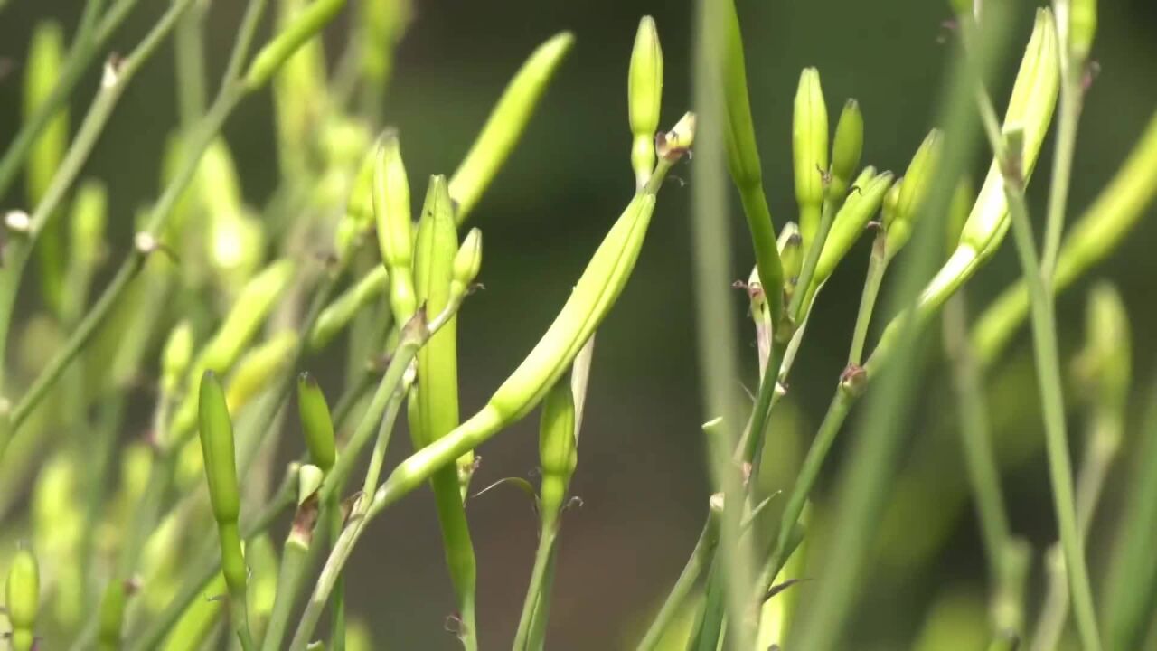 (电视通稿ⷥ›𝥆…ⷧ侤𜚩陕西石泉:致富黄花香飘海外