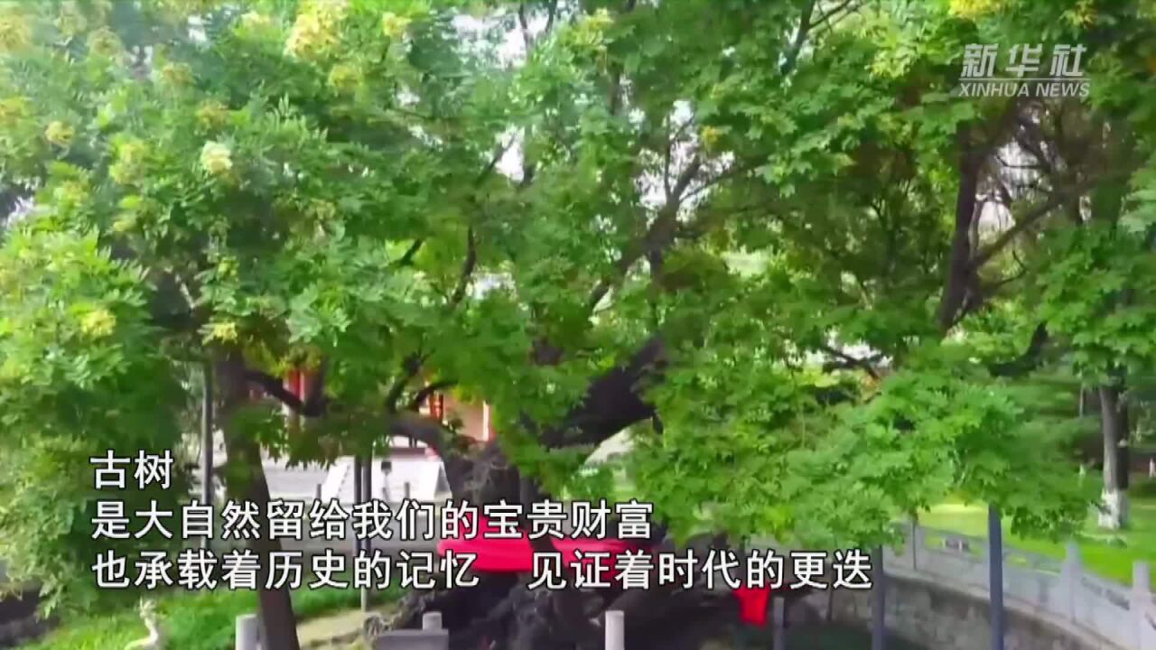 蕴生机 延文脉 山西对城市古树名木和大树实行分级保护