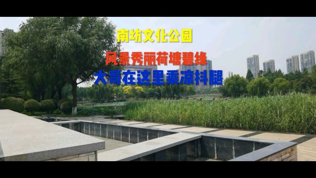 临沂南坊文化公园荷塘碧绿,荷花争相斗妍风景秀丽,大哥坐在排椅上抖腿真带劲