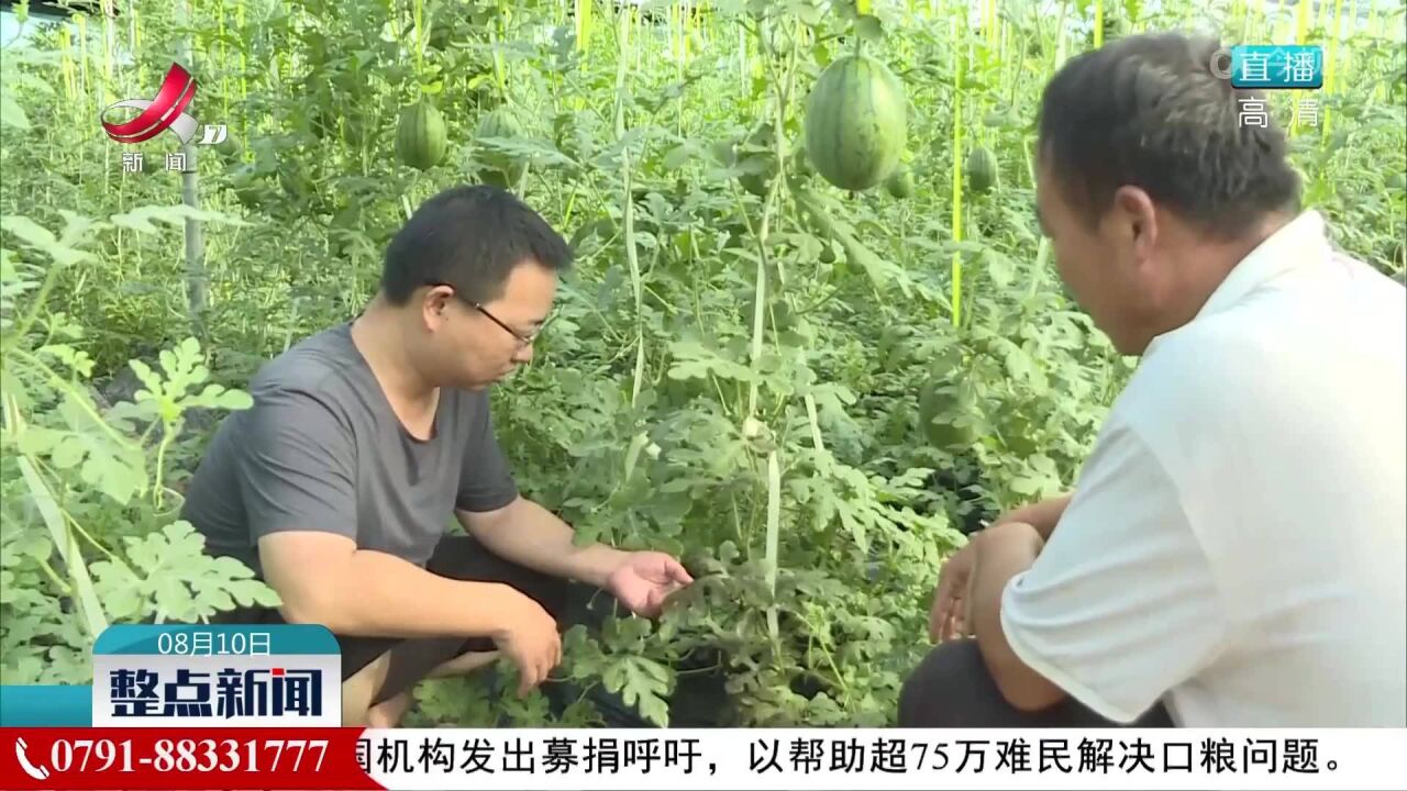 广丰:农技人员深入一线 指导农户应对高温