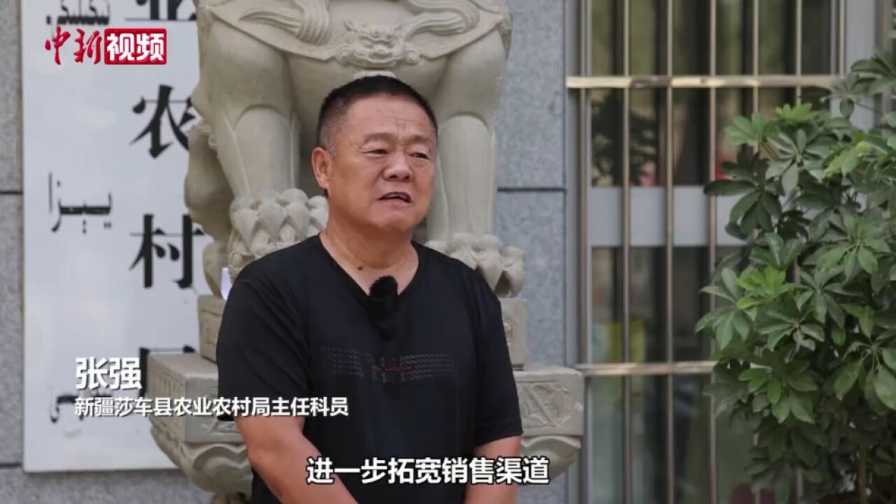 新疆莎车县:三产融合助力巴旦姆全产业链