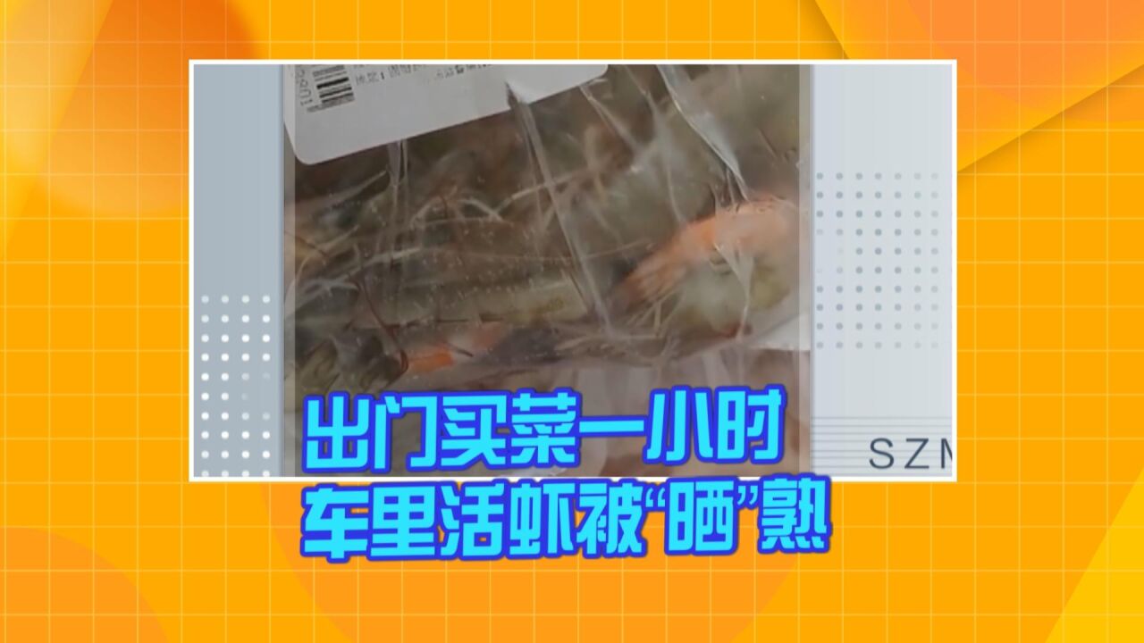 河南信阳:出门买菜一小时 车里活虾被“晒”熟