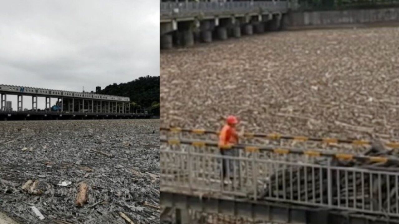 四川绵阳一水电站因强降雨导致大量枯木堵塞河道,工作人员:已基本清理干净