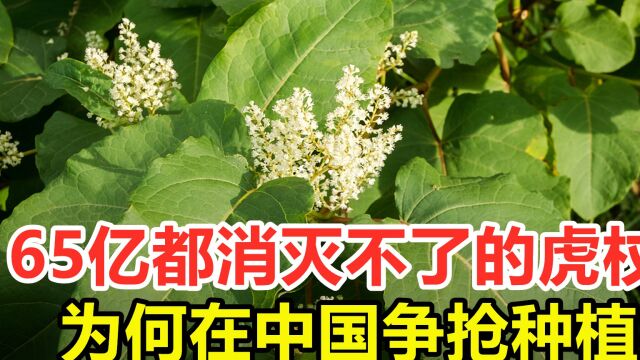 63亿都消灭不了的虎杖,为何在中国争抢种植?它到底有何价值?